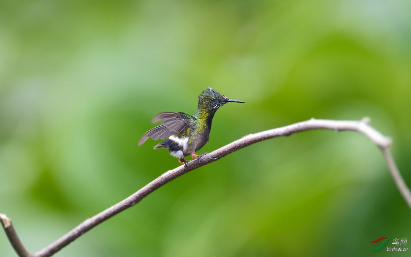 (長尾蜂鳥)再發一組蜂鳥