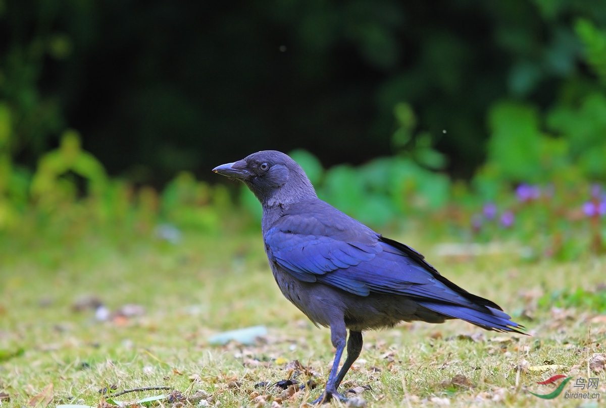 探讨鸦属鸟的识别