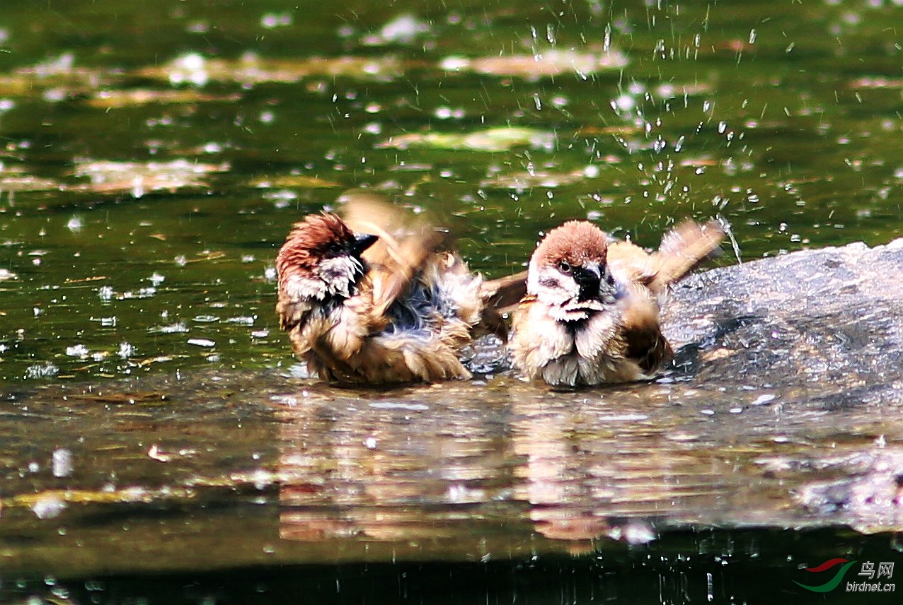 小麻雀洗澡也疯狂!
