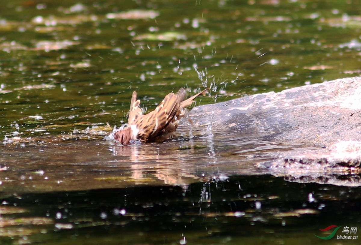 小麻雀洗澡也疯狂!
