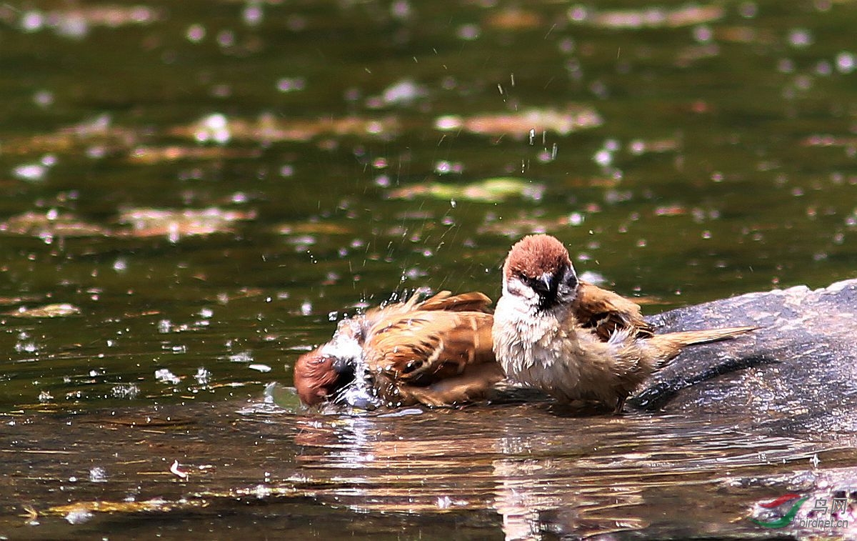 小麻雀洗澡也疯狂!