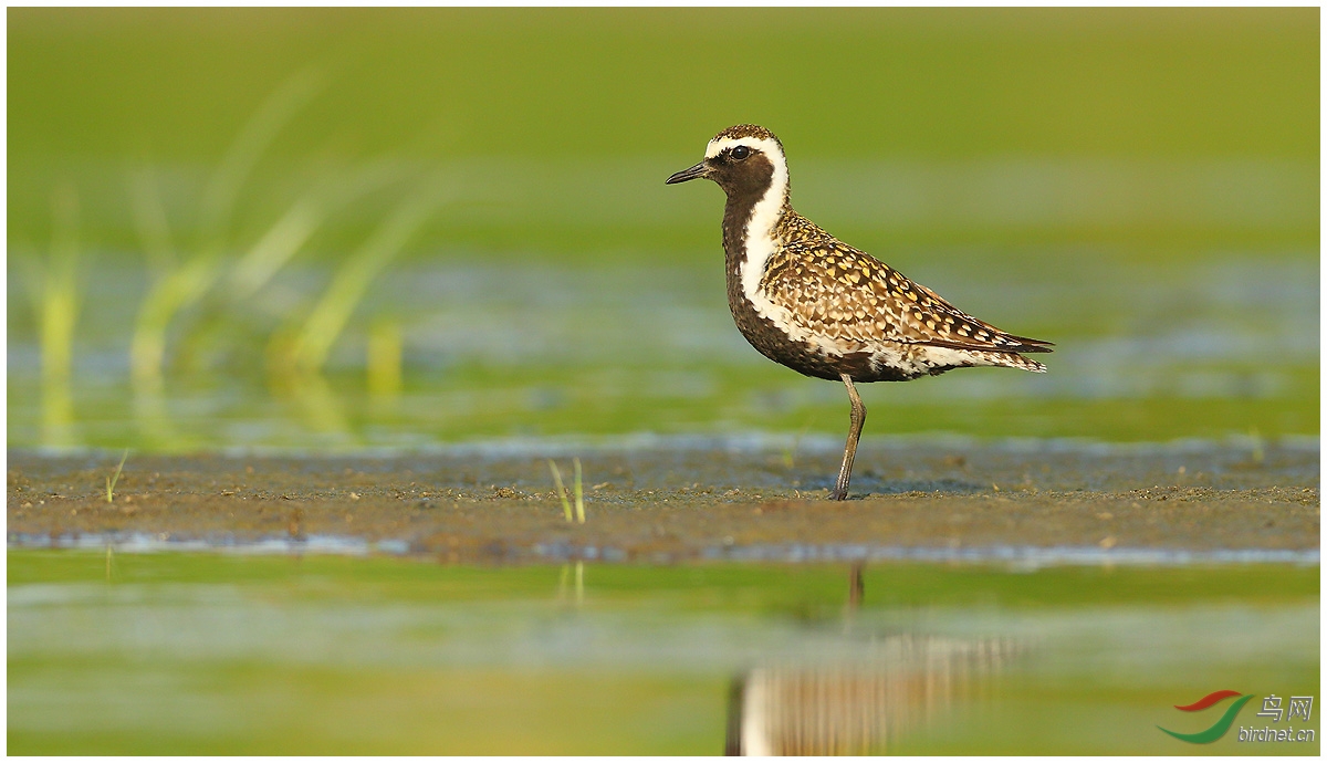 金鸻一组金斑鸻