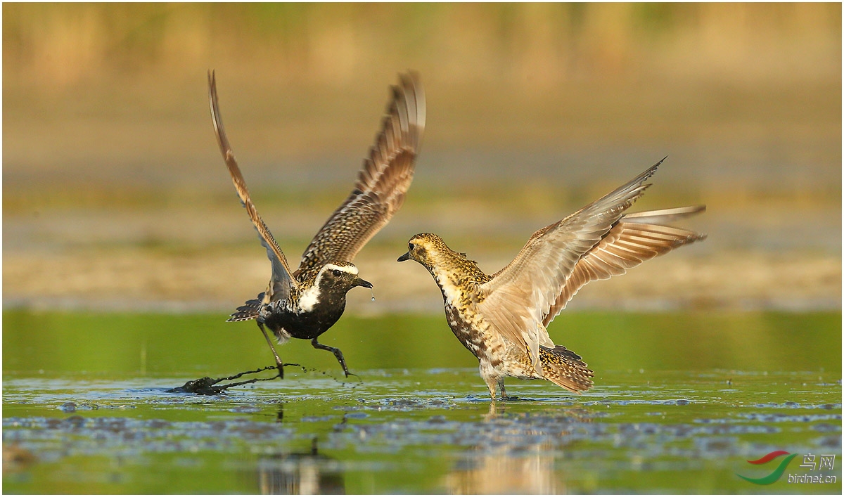 金鸻一组金斑鸻