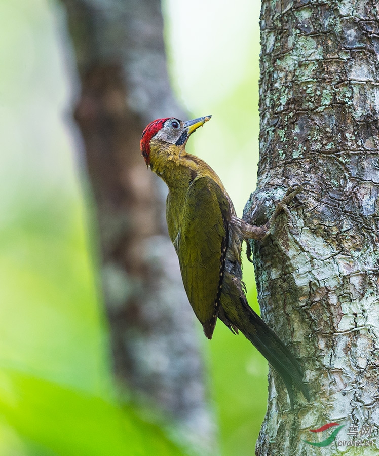 (花腹绿啄木鸟)花腹绿啄木鸟(雌雄鸟)