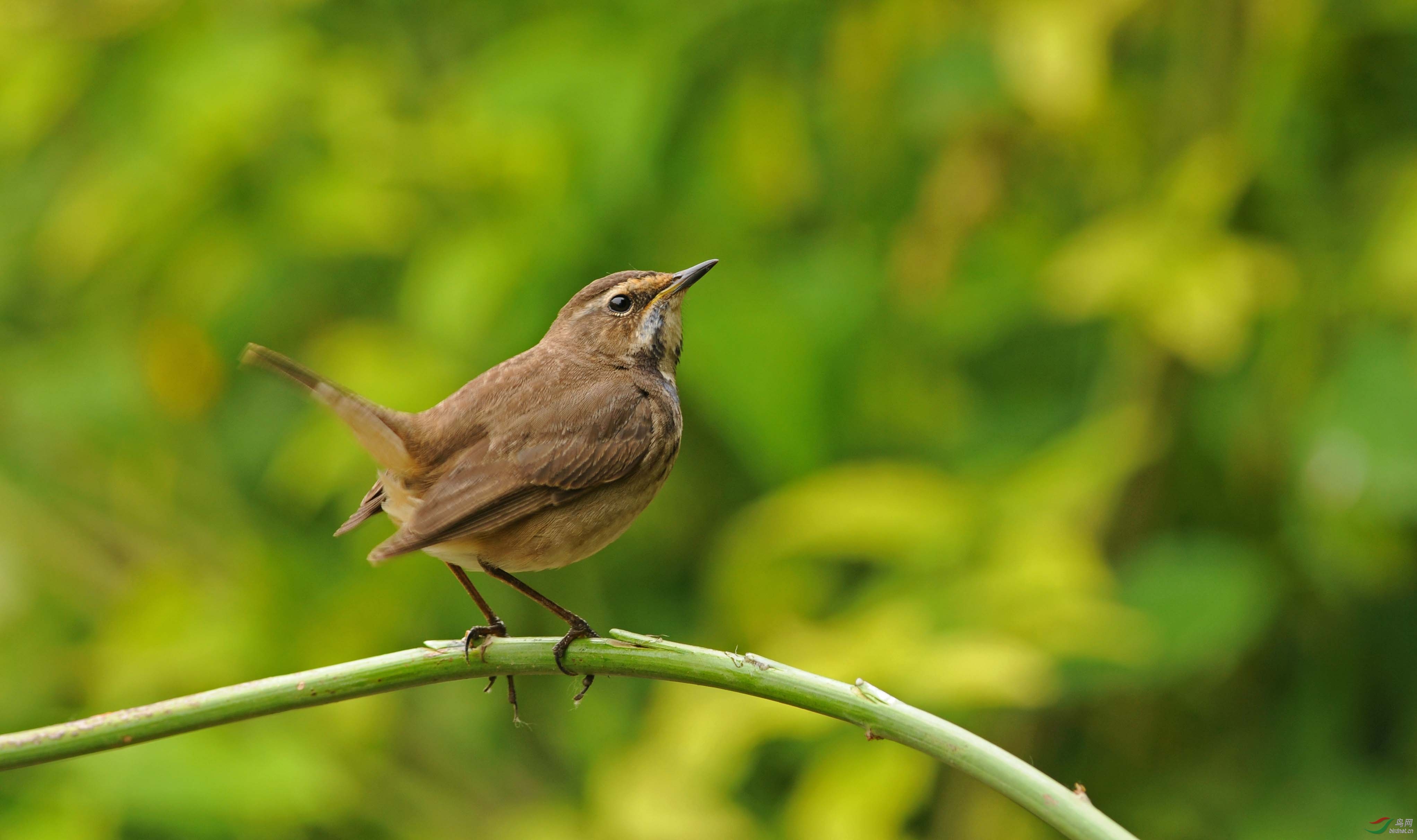 青春期的蓝靛颏