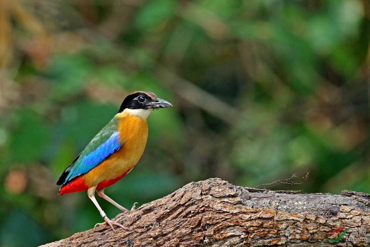 蓝翅八色鸫泰国拍鸟归来