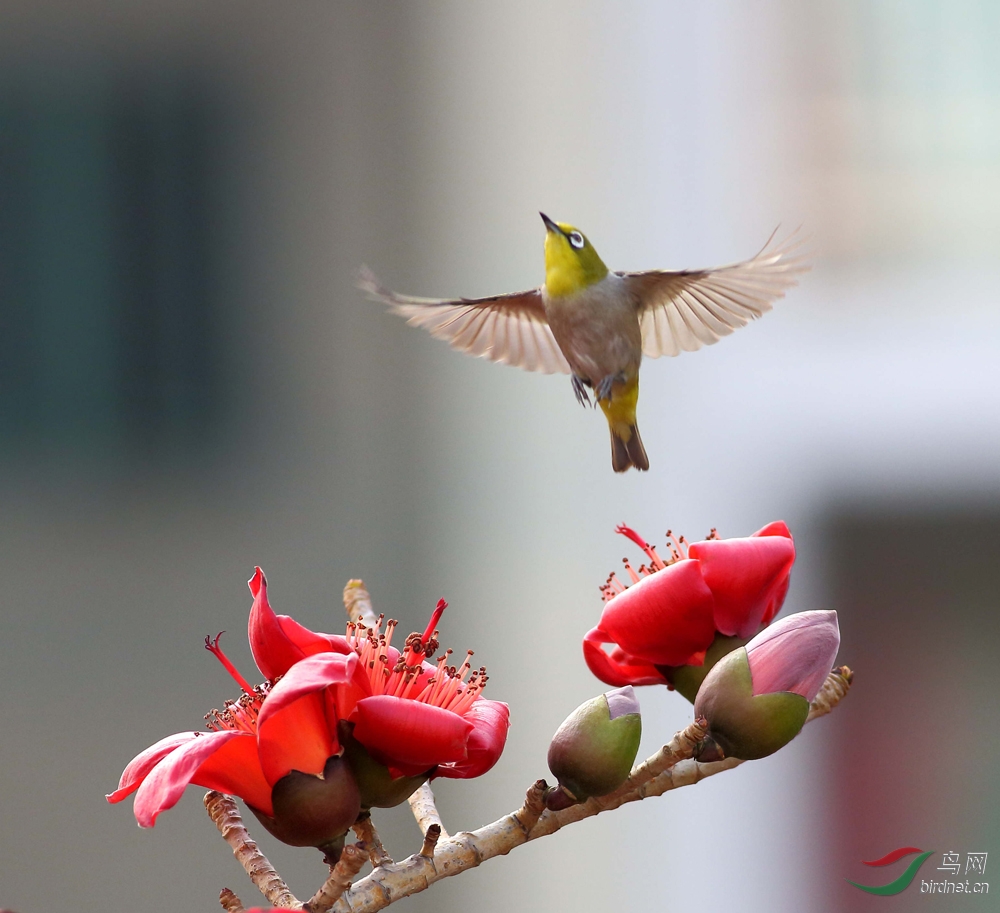木棉花与鸟