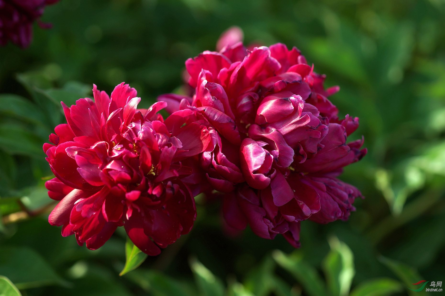 芍药花(玫瑰红)