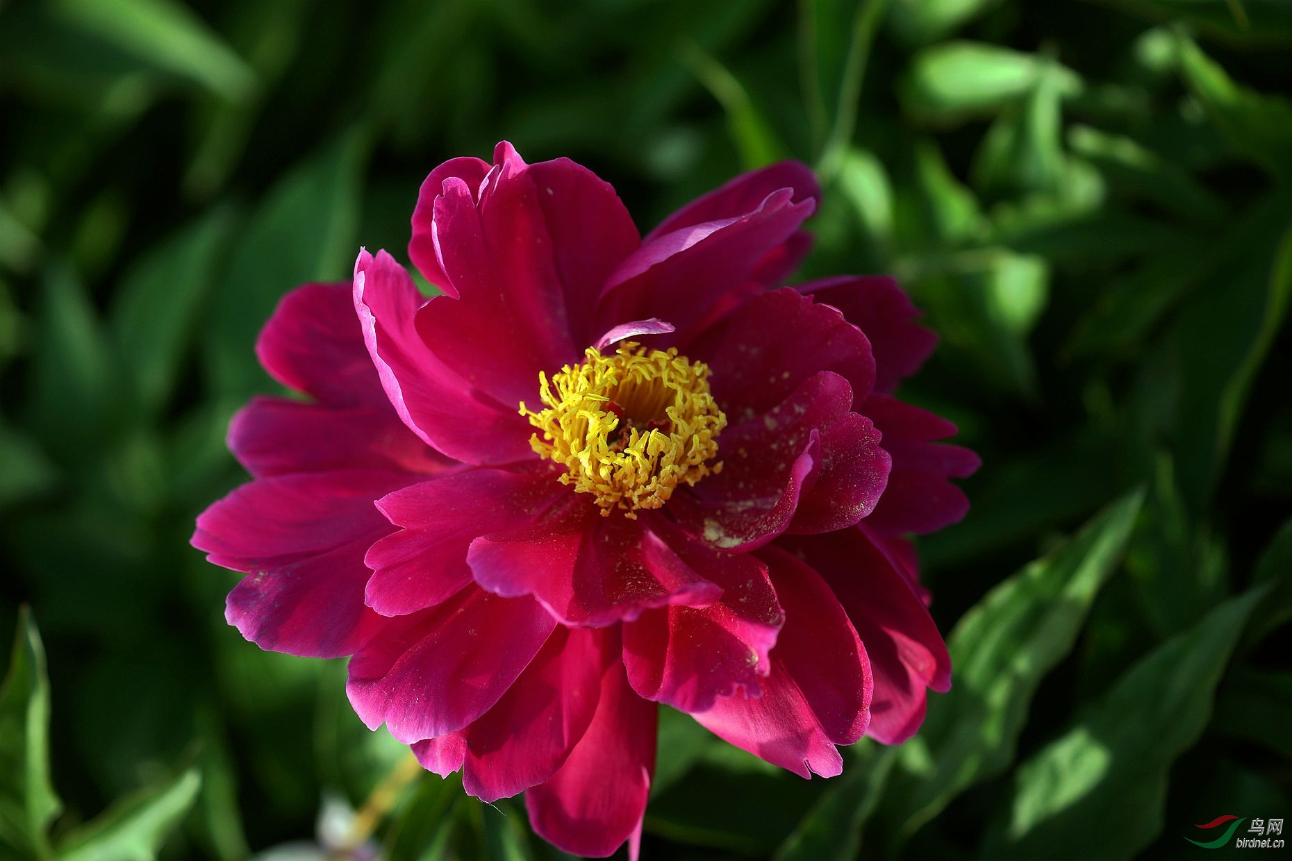 芍药花(玫瑰红)