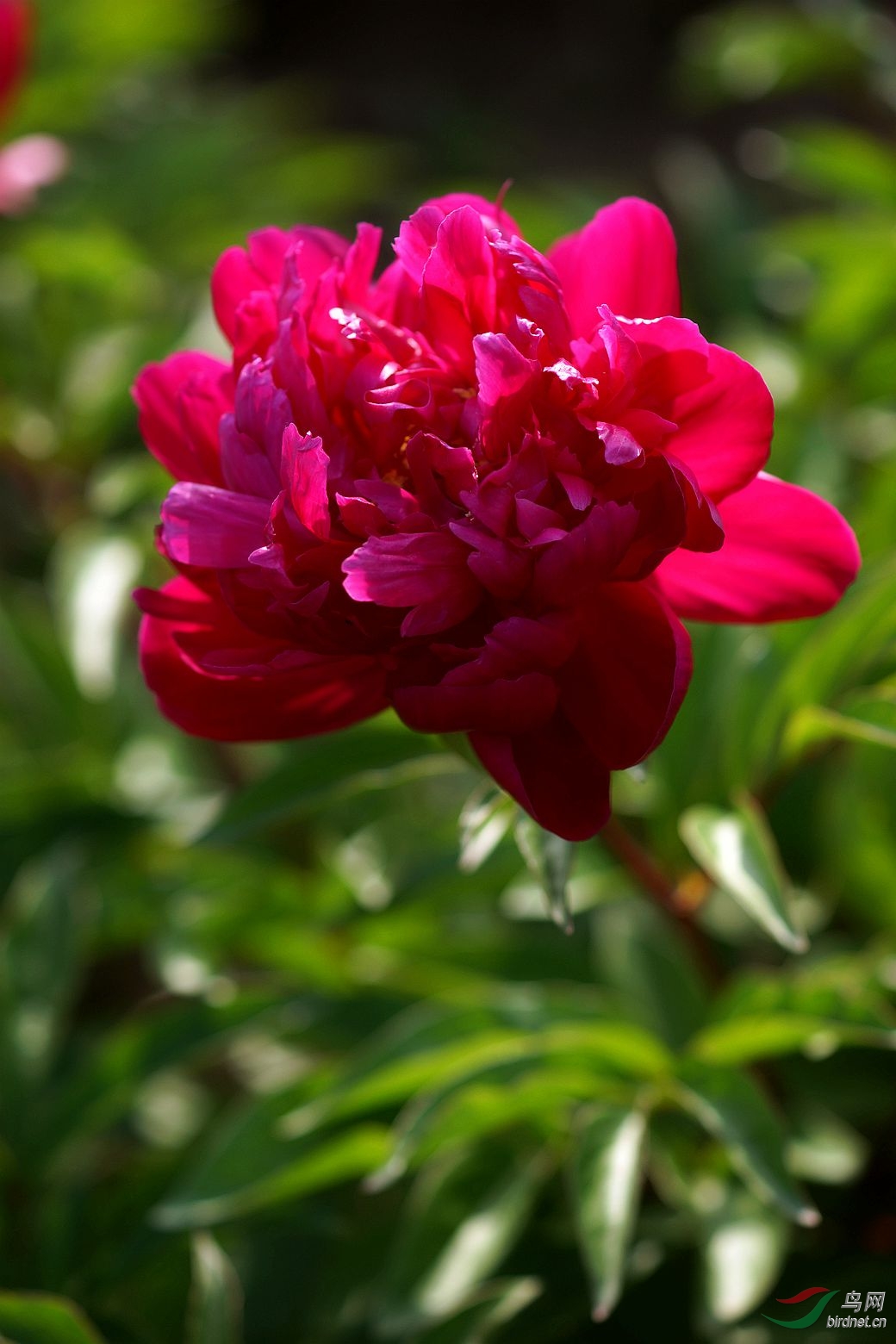 芍药花(玫瑰红)