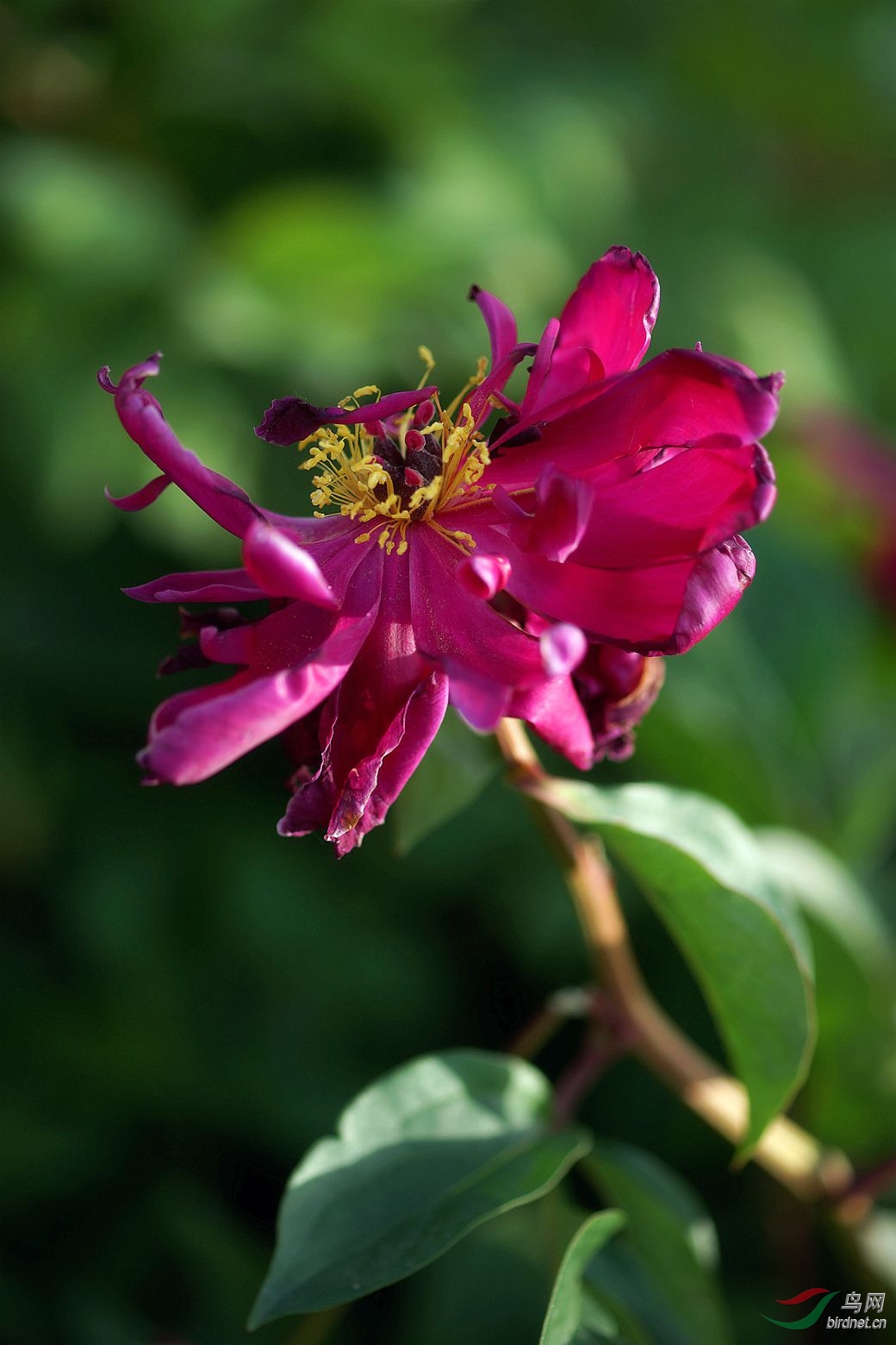 芍药花(玫瑰红)