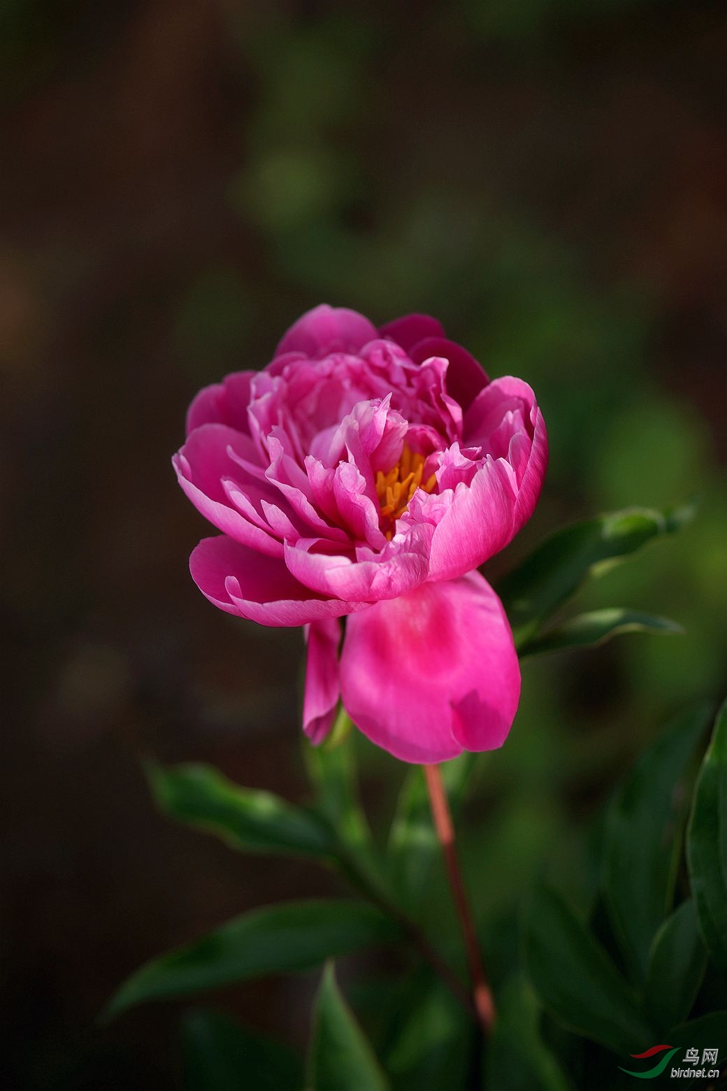 芍药花(玫瑰红)