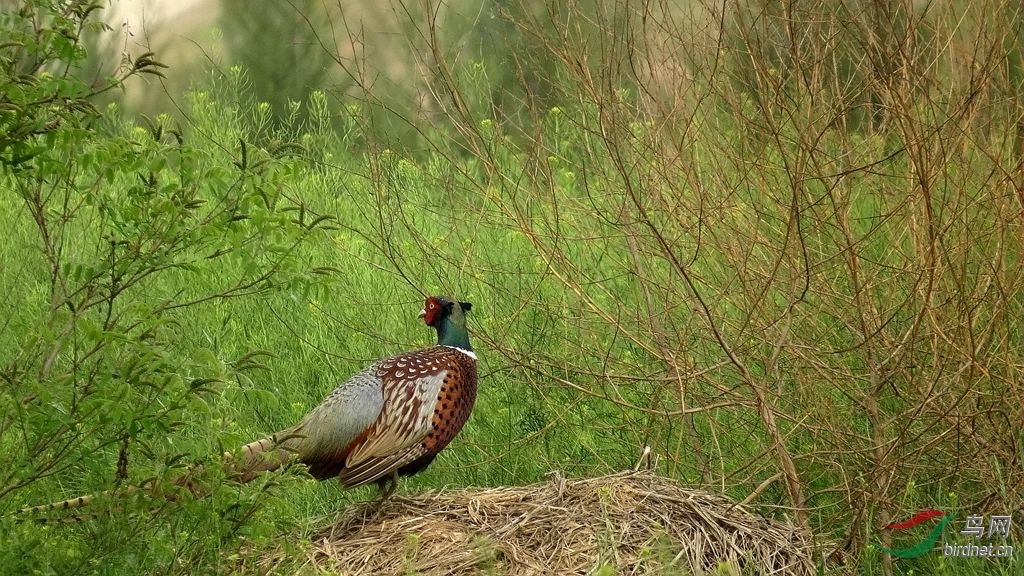 那醉人的绿雉鸡