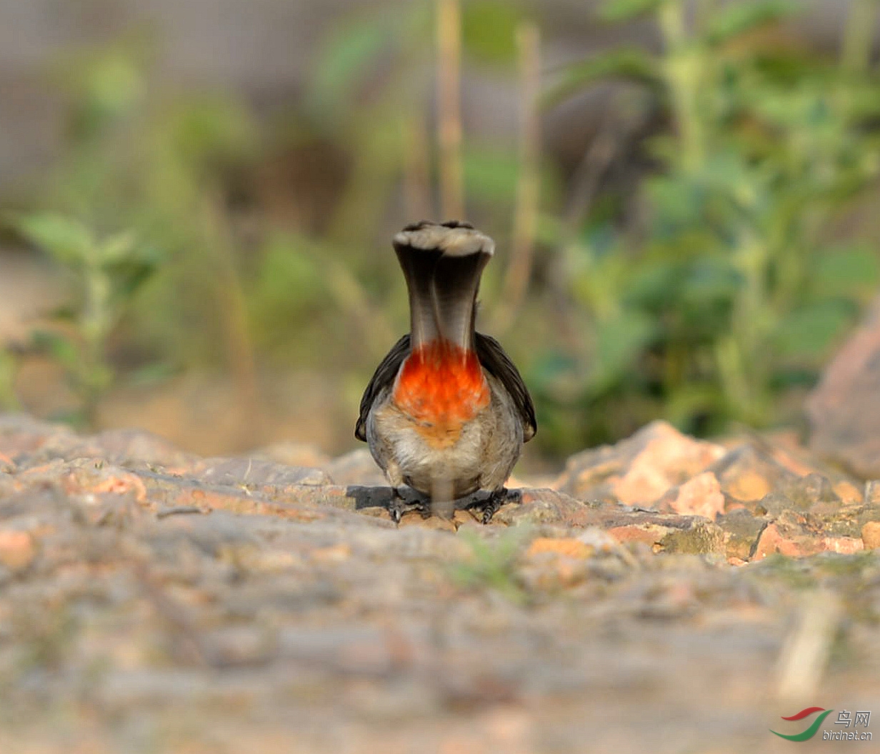 地上啄食的红臀鹎
