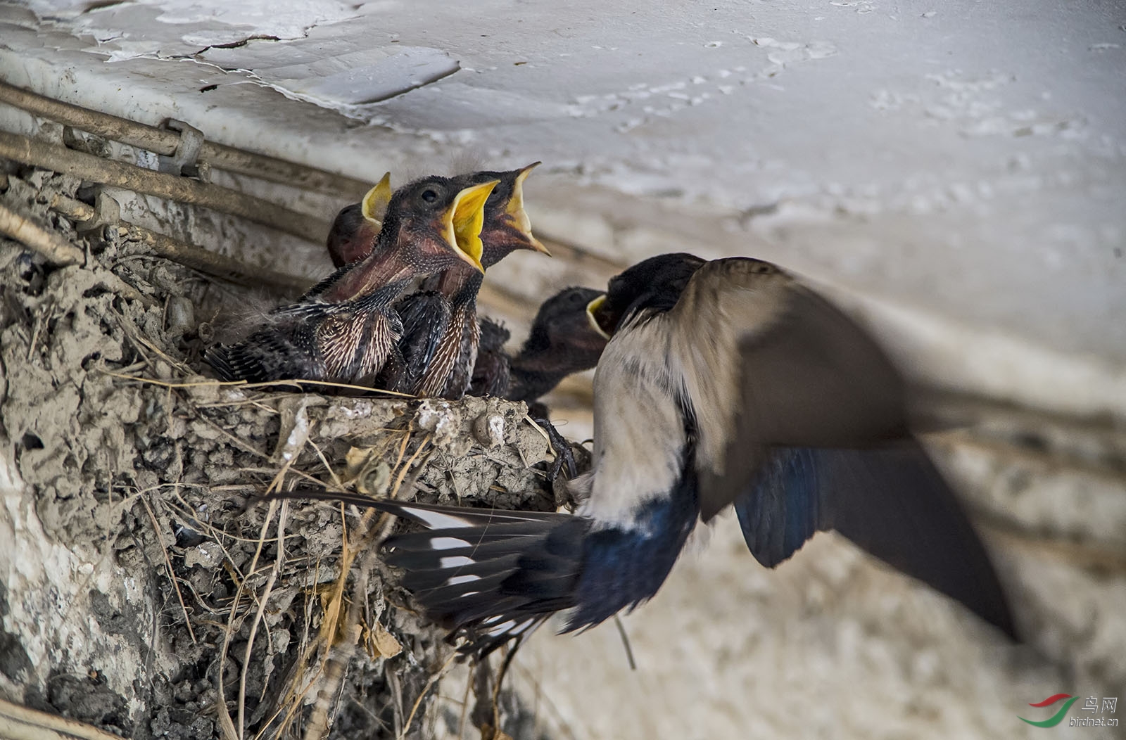 一组燕子喂雏图