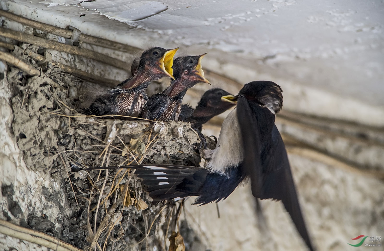 一组燕子喂雏图