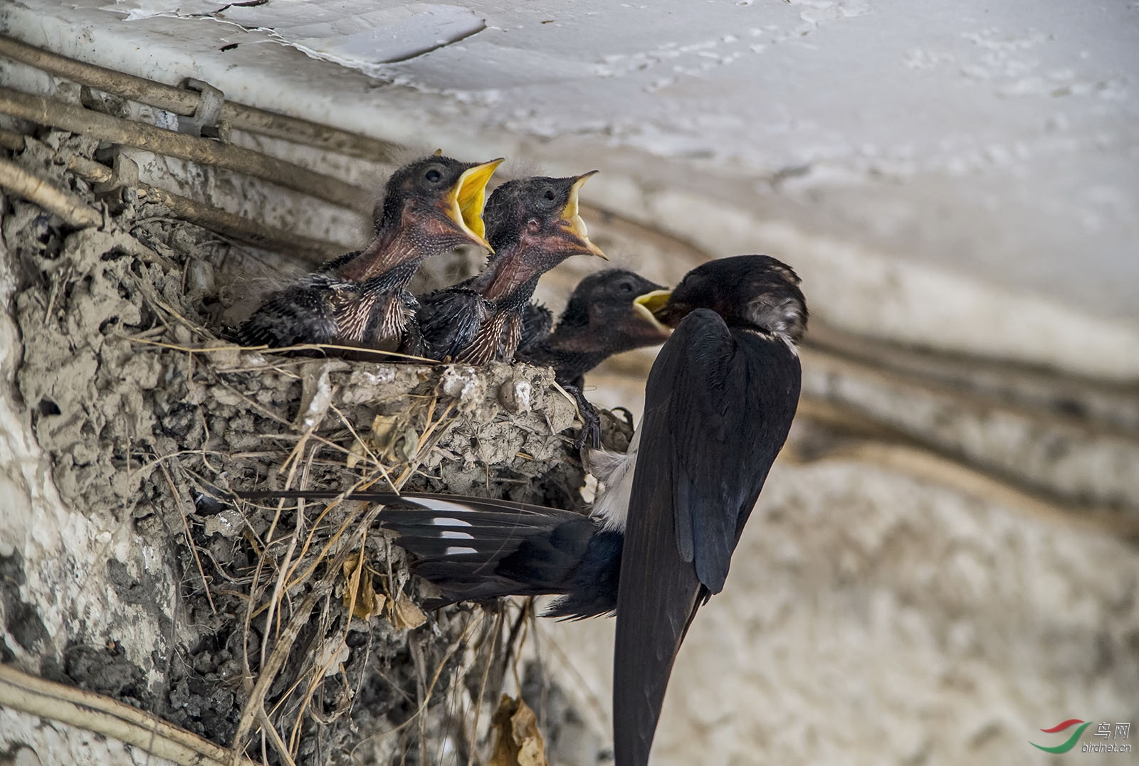 一组燕子喂雏图