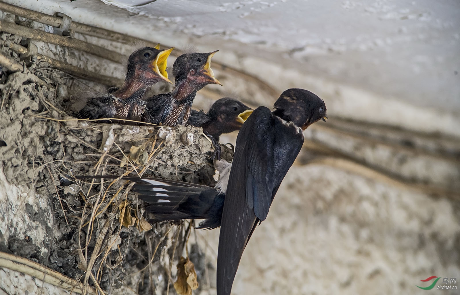 一组燕子喂雏图