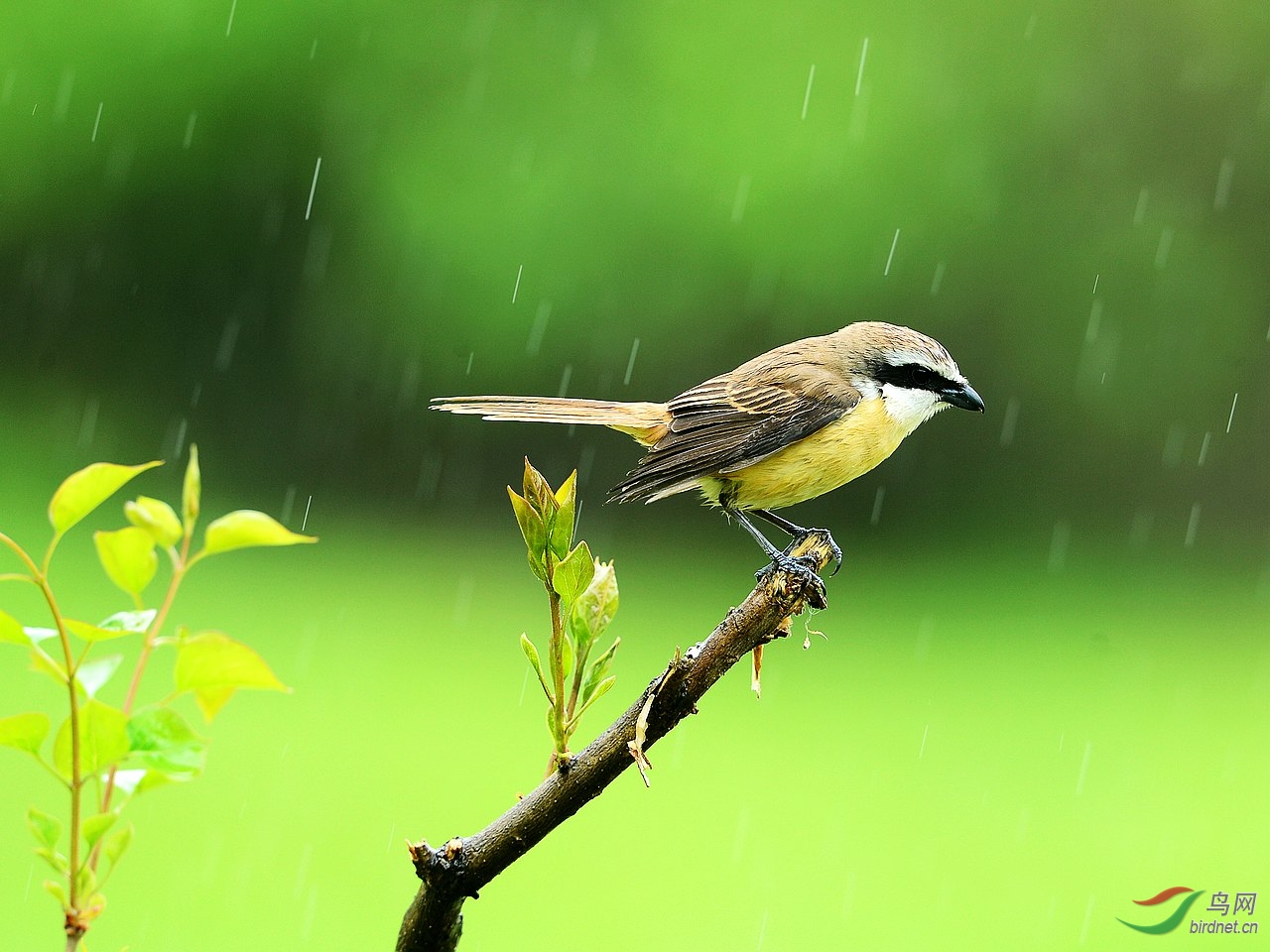 雨中的红尾伯劳