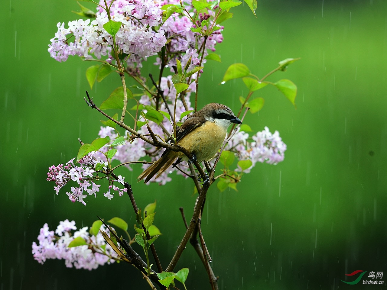 雨中拍红尾伯劳