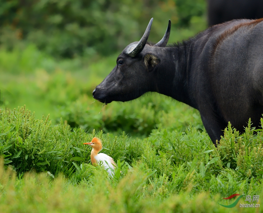 原来八哥也上牛背