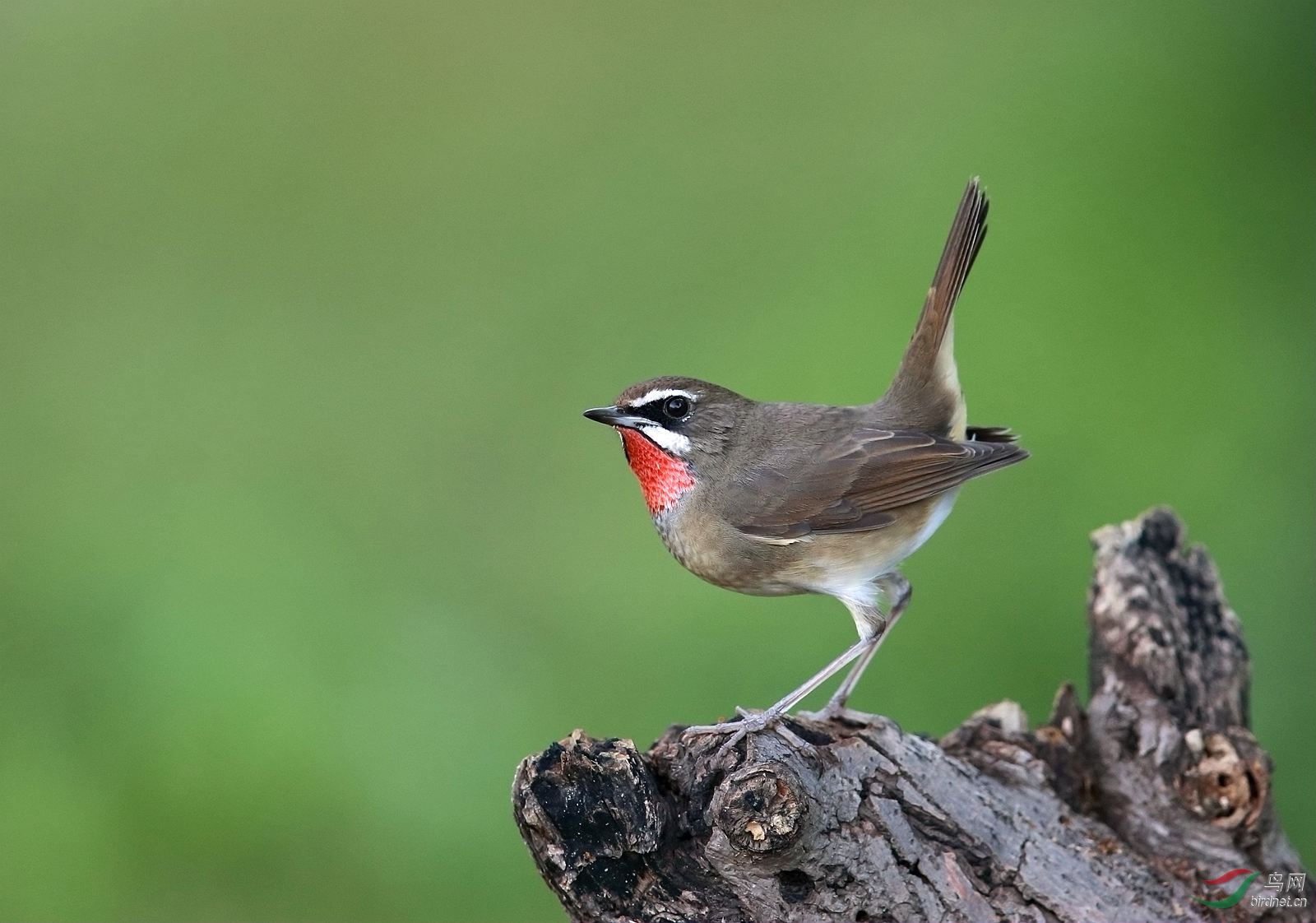 树墩上的红喉歌鸲(红点颏)