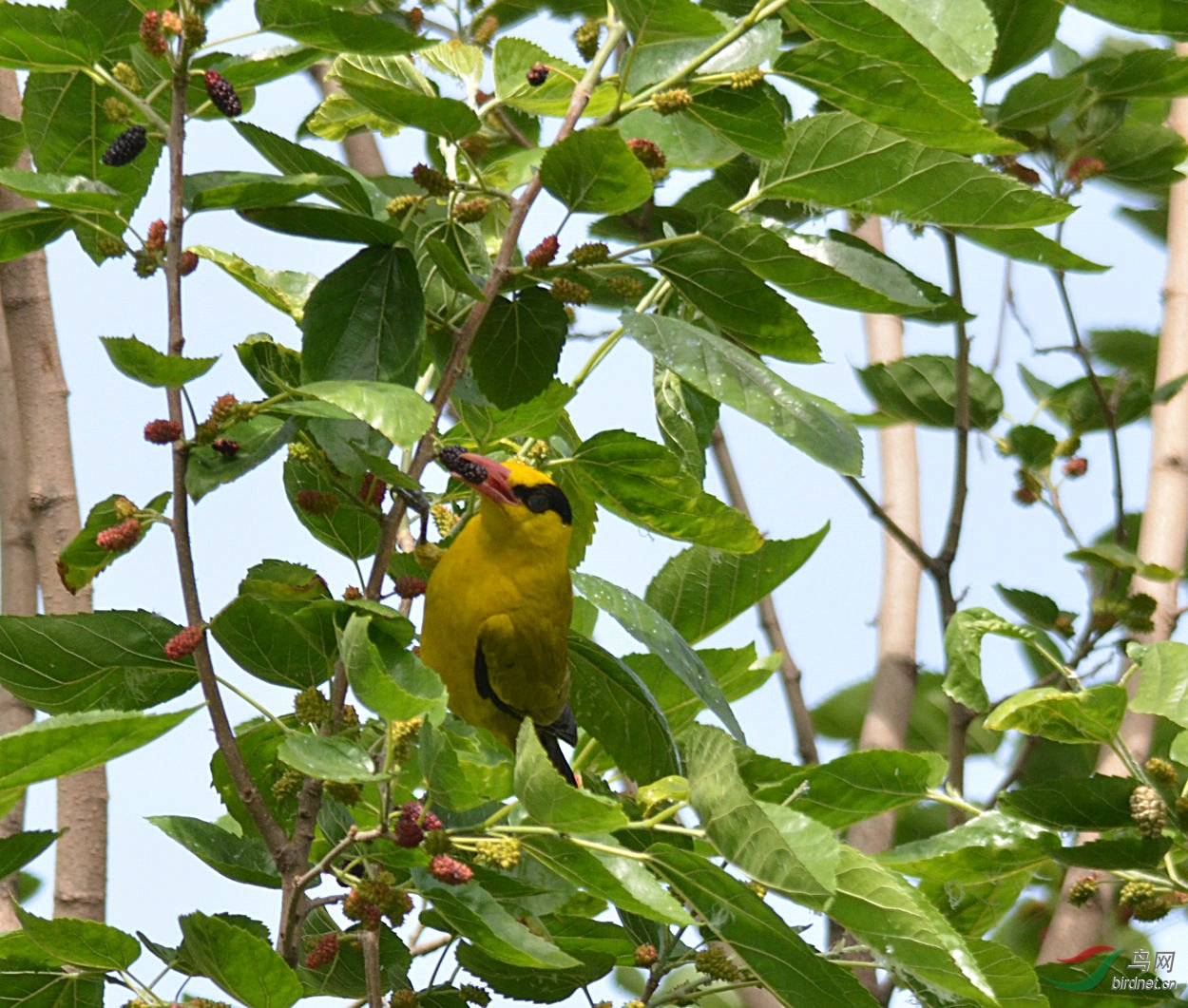 东成西就-2黄鹂