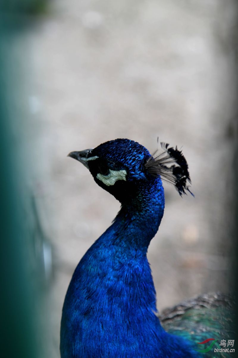 蓝孔雀