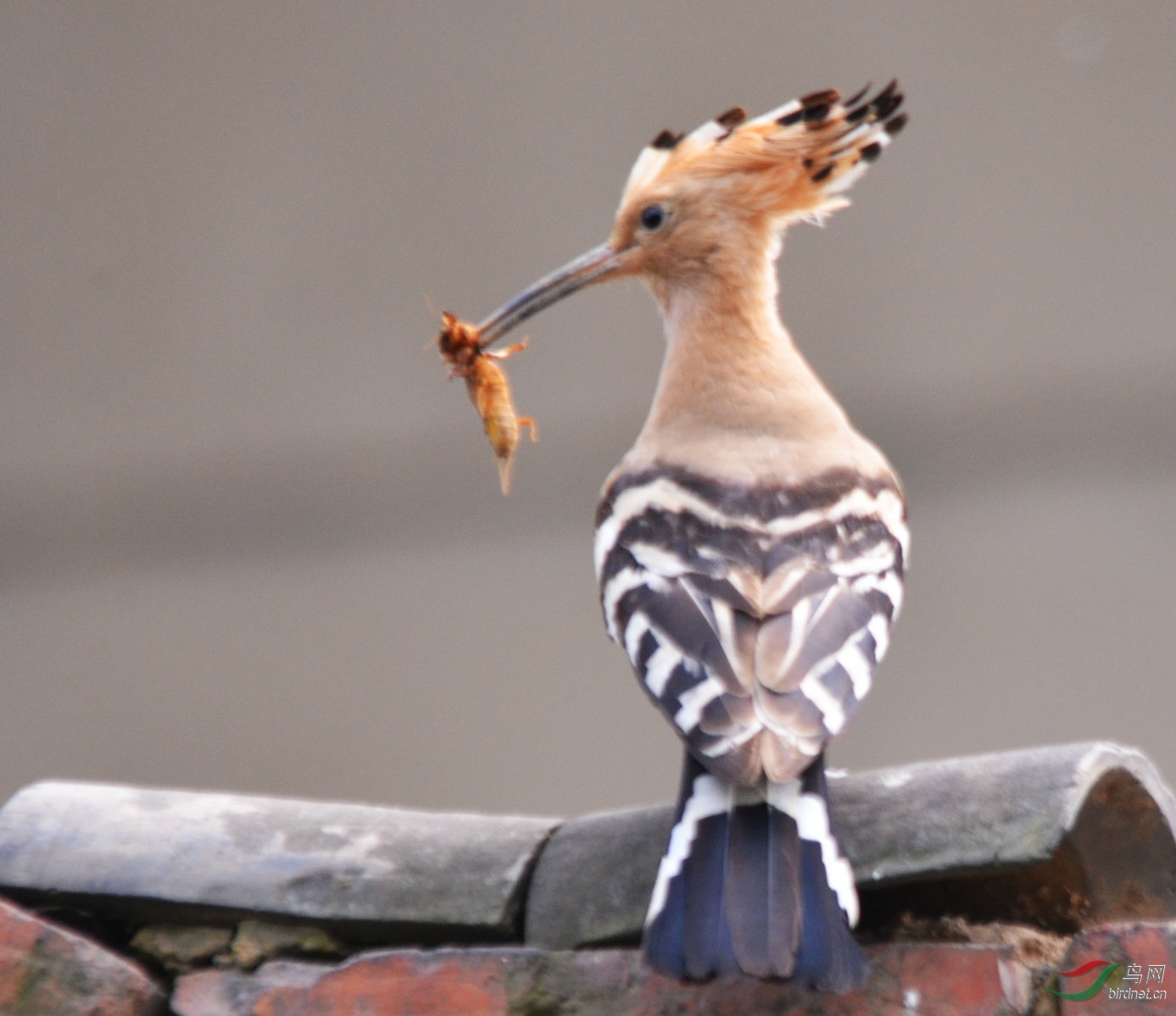 东成西就-2黄鹂