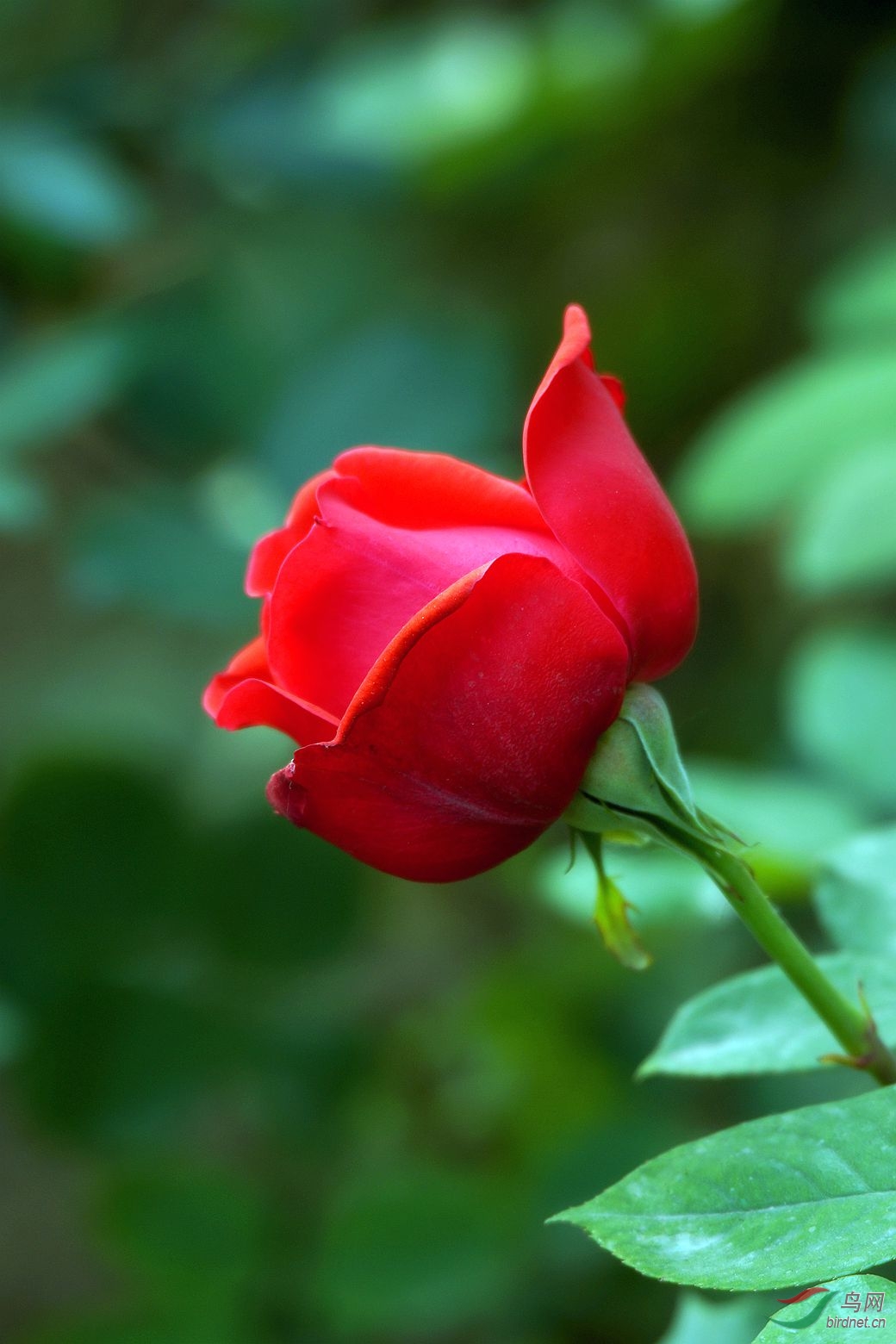 紫芳园拍月季花