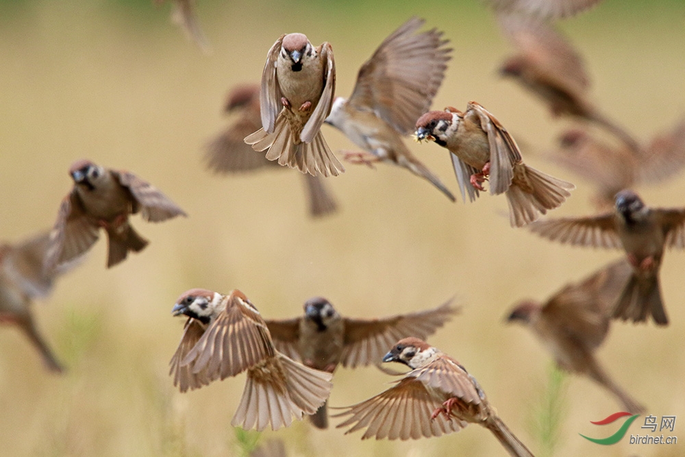 麻雀麦子成熟了麻雀高兴了