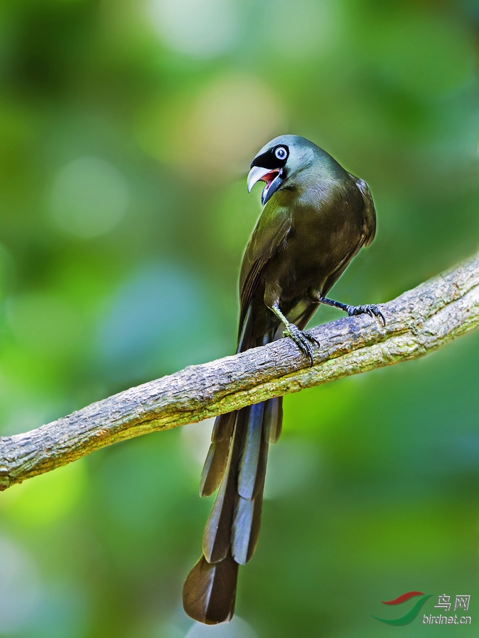盘尾树鹊盘尾树鹊