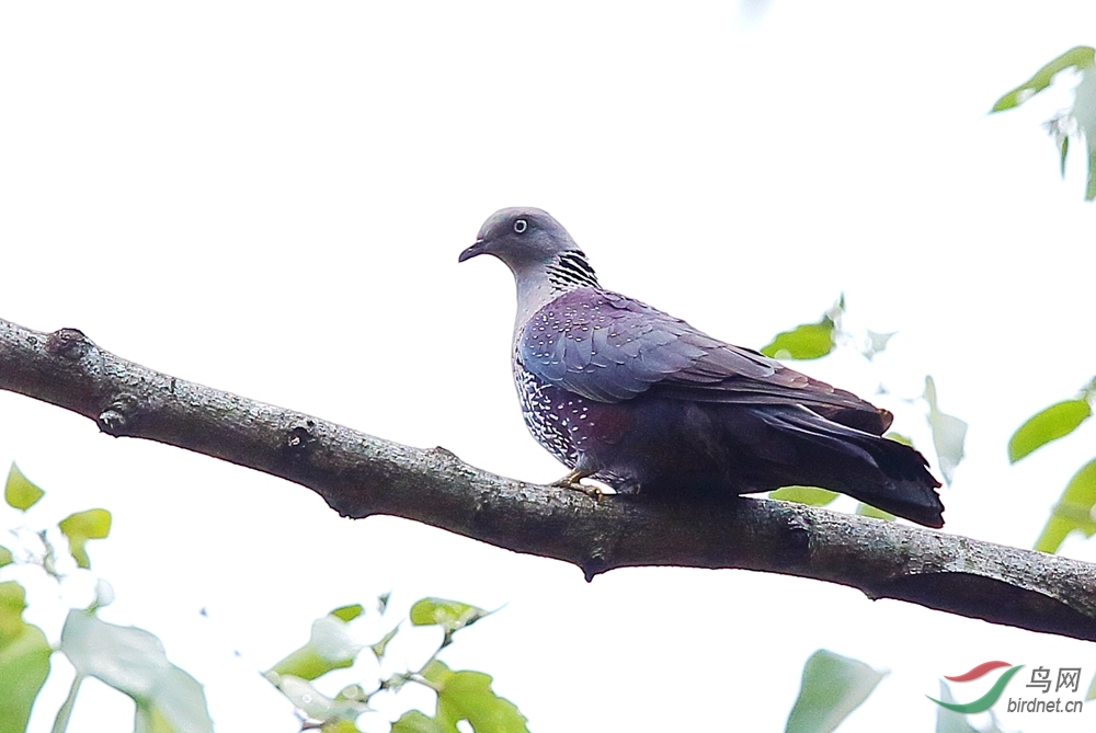 点斑林鸽