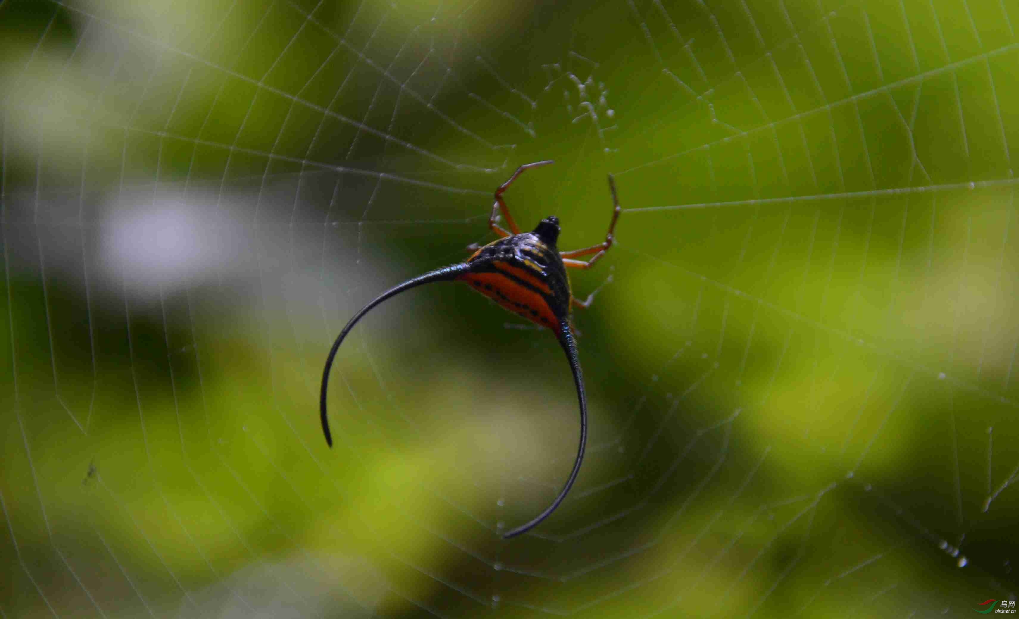 这个蜘蛛叫什么名字