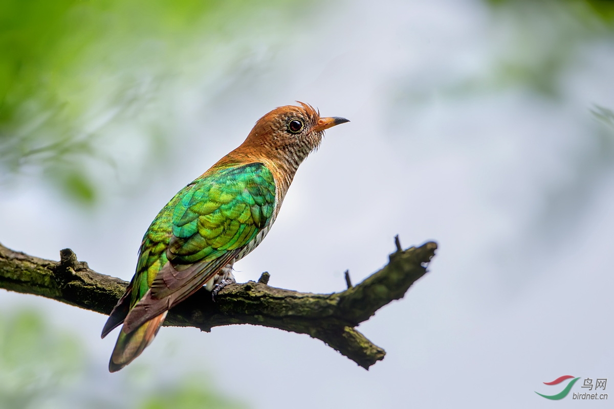 贵州多地均发现翠金鹃
