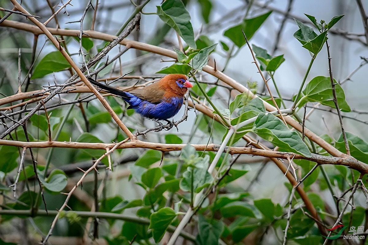 紫蓝饰雀purplegrenadier