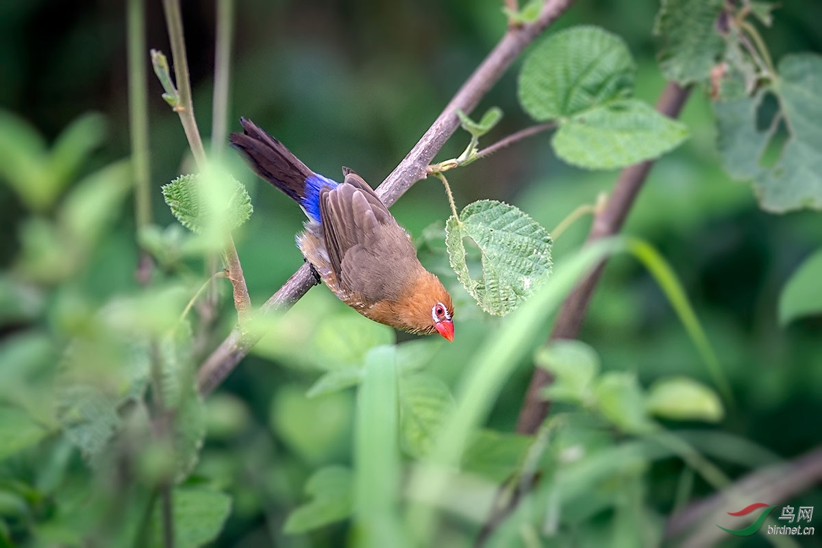 紫蓝饰雀purplegrenadier