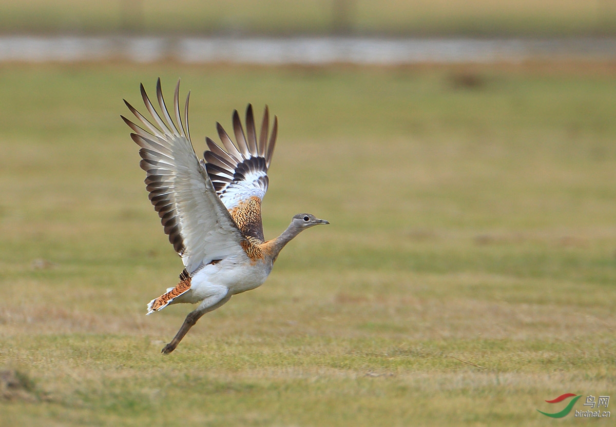 (大鸨)意外惊喜——大鸨!