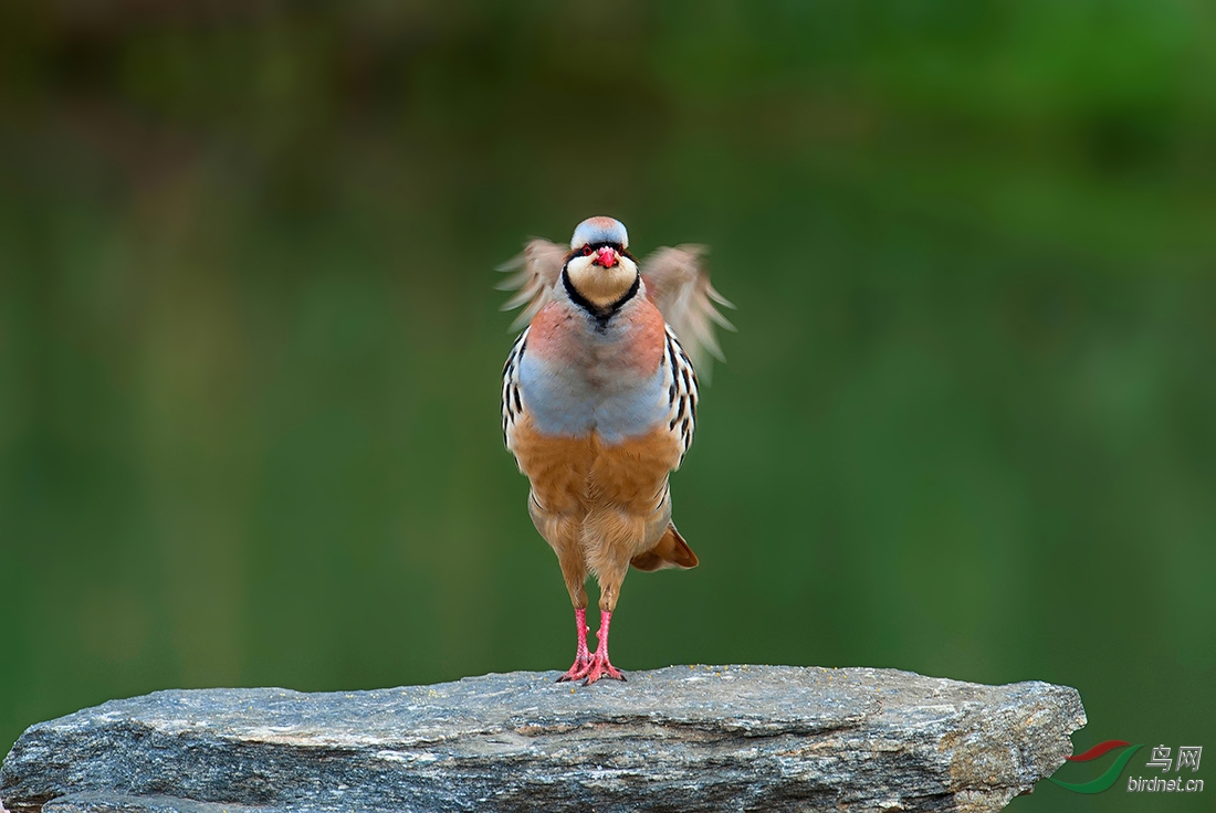 石鸡石鸡贺图1获鸟网首页每日精华