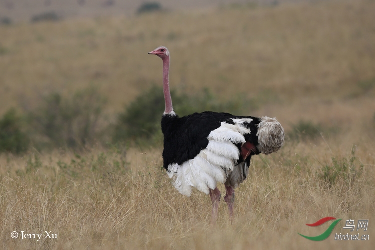 索马里鸵鸟搞笑求偶舞和交配(肯尼亚桑布鲁国家公园)