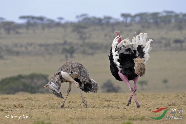 索马里鸵鸟搞笑求偶舞和交配(肯尼亚桑布鲁国家公园)