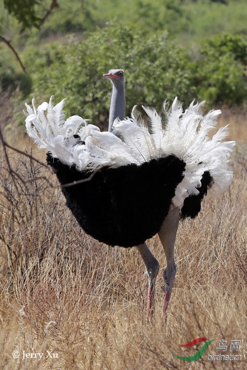 索马里鸵鸟搞笑求偶舞和交配(肯尼亚桑布鲁国家公园)