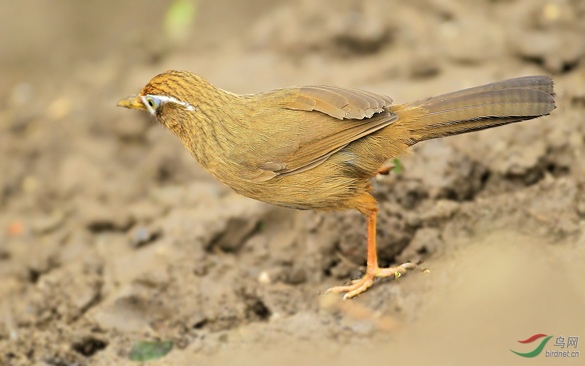 畫眉鳥兒