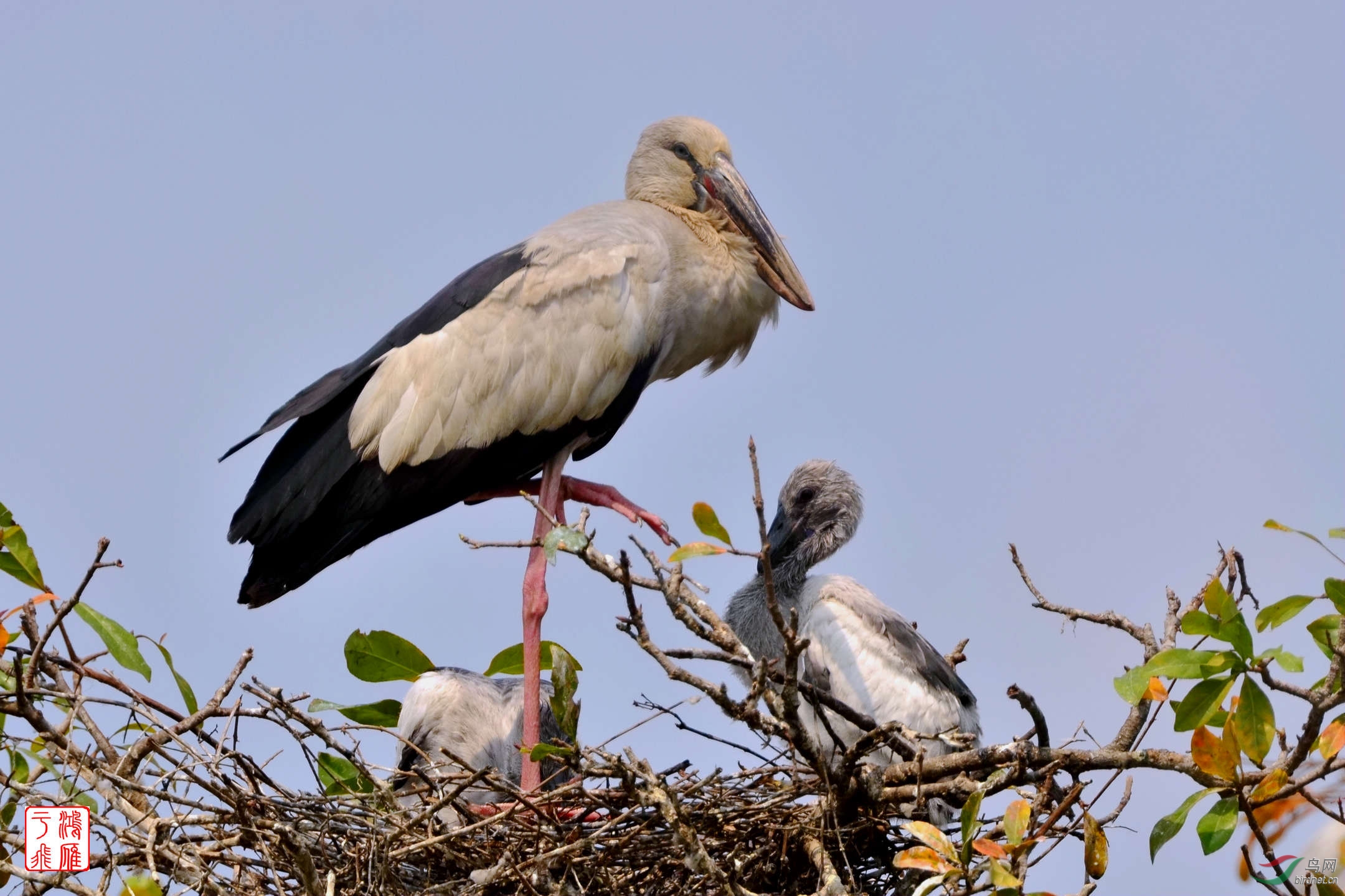 柬埔寨观鸟行第3页更新
