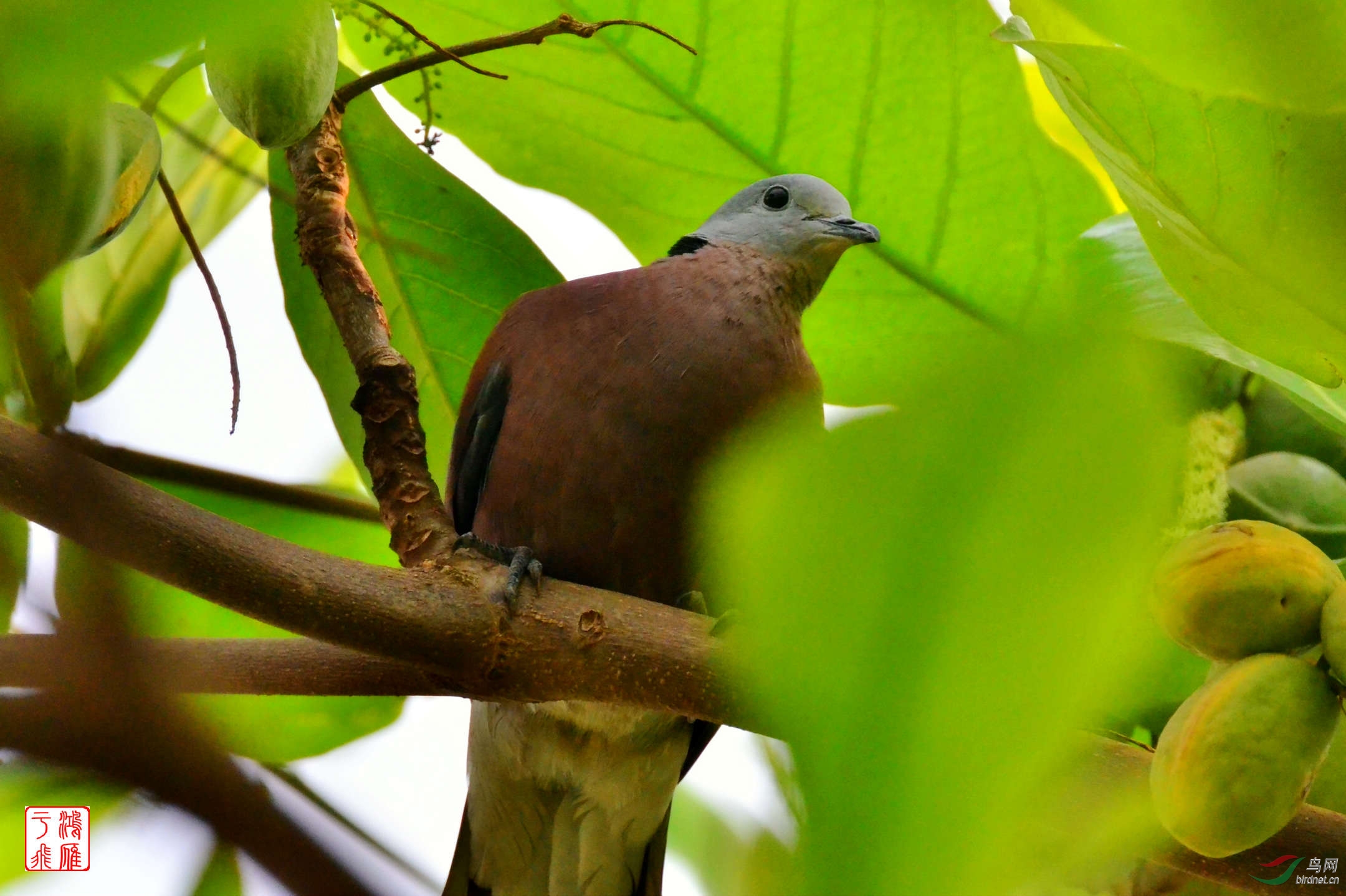火斑鸠_collared turtle dove_柬埔寨马德望_20140210_5690.jpg