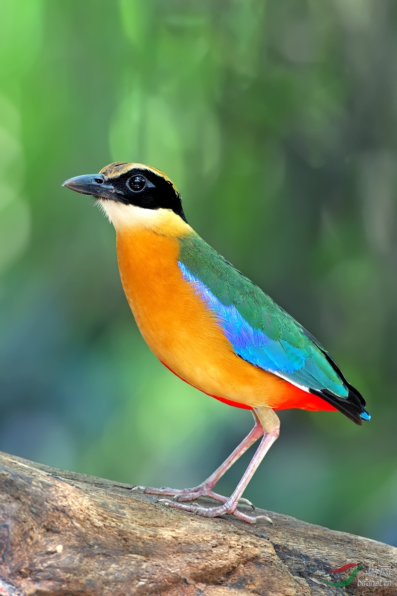 泰国篇之蓝翅八色鸫