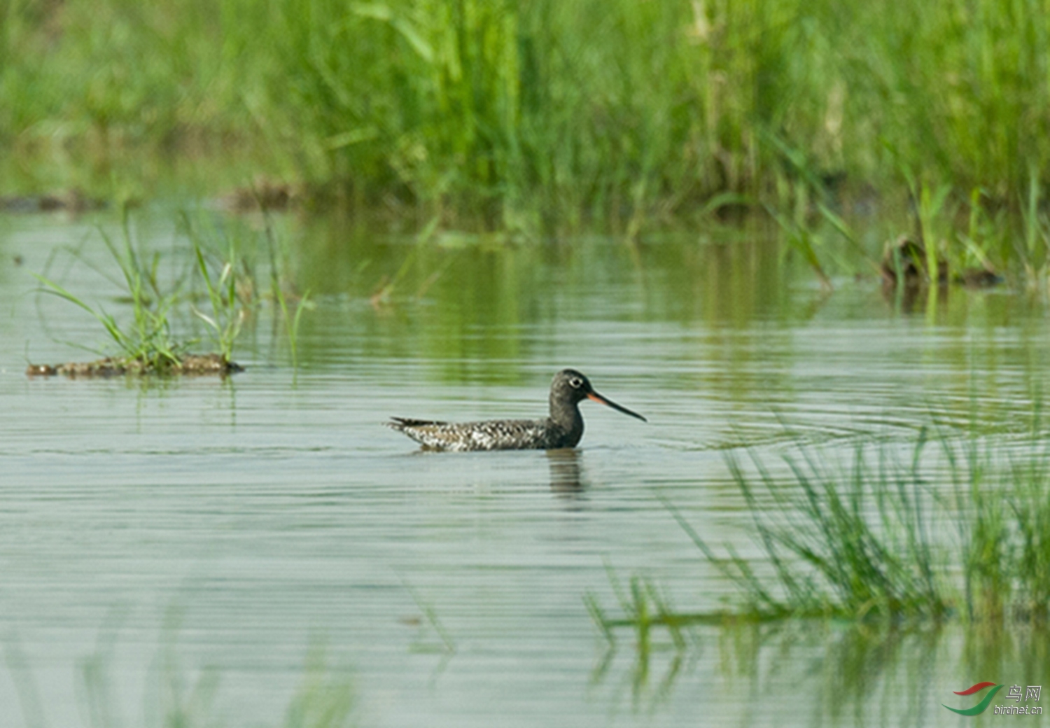 亚成鸟人拍鹬 - 水鸟版 waterbirds 鸟网
