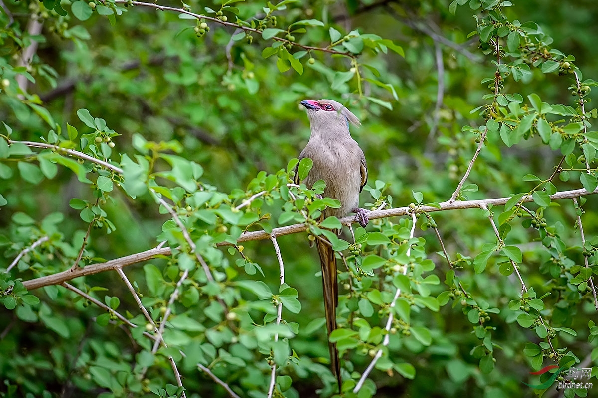 蓝枕鼠鸟bluenapedmousebird