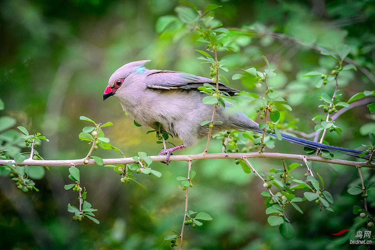 蓝枕鼠鸟bluenapedmousebird