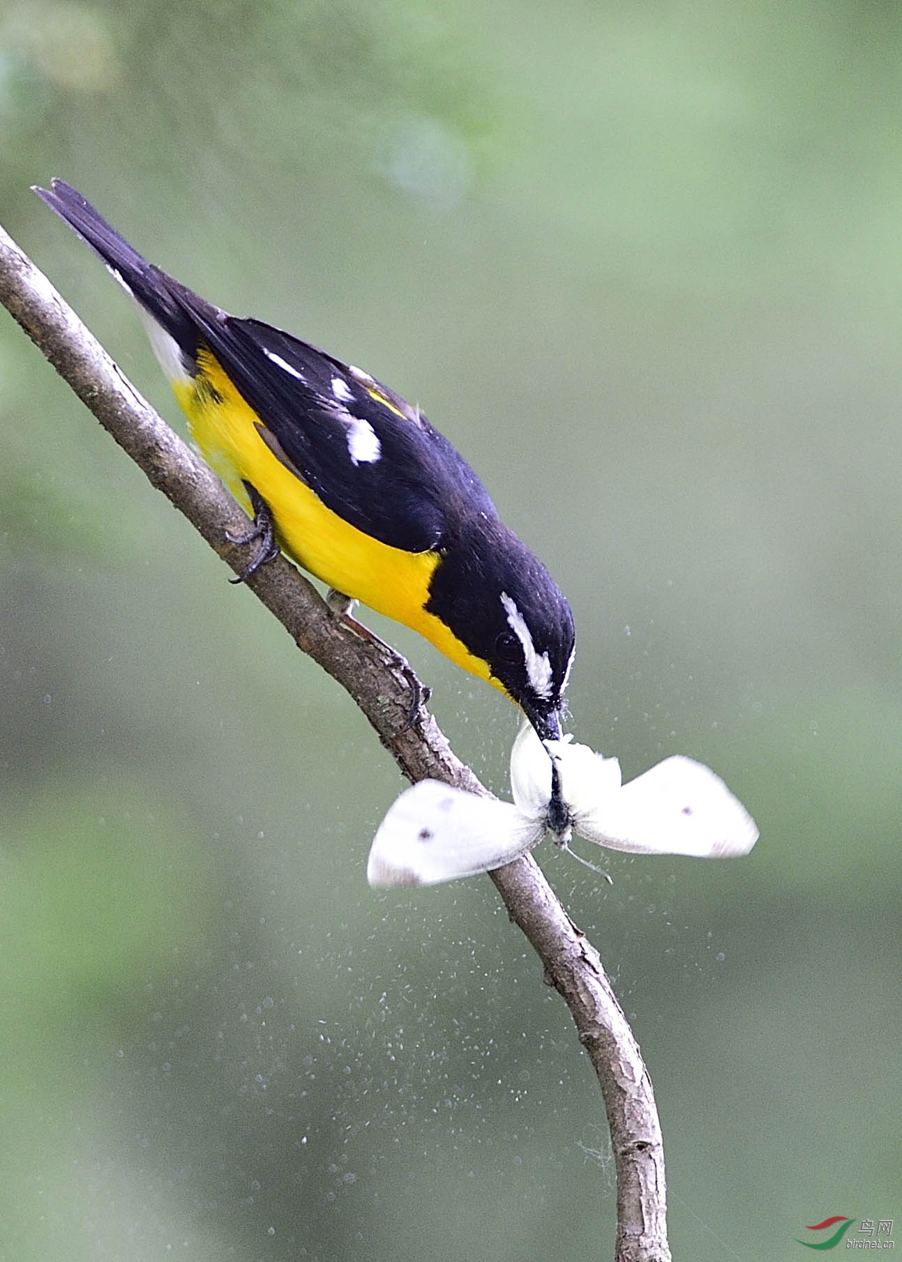 白眉姬鹟吃蝴蝶